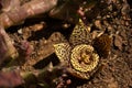 Starfish flower isolated in a sunny garden Royalty Free Stock Photo