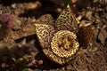 Starfish flower Carrion flower isolated in a sunny garden Royalty Free Stock Photo