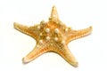 Starfish Royalty Free Stock Photo