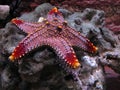 Starfish Royalty Free Stock Photo