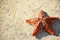 Starfish