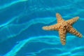 Starfish