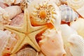 Starfish Royalty Free Stock Photo