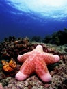 Starfish Royalty Free Stock Photo