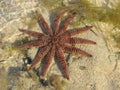 Starfish Royalty Free Stock Photo