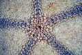 Starfish Abstract