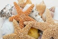 Starfish ans shells Royalty Free Stock Photo