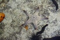 Starfish in aquarium. Royalty Free Stock Photo