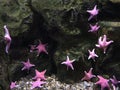 Starfish aquarium