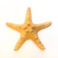 Starfish (Asterias rubens) from the North Sea isolated in front of white background Royalty Free Stock Photo