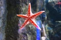 Starfish Asteroidea in an aquarium
