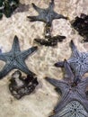 Starfish or Asteroidea family