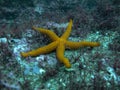 A starfish Asteroidea perched on the seabed on the shores of GijÃÂ³n, Asturias Spain