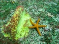 A starfish Asteroidea perched on the seabed on the shores of GijÃÂ³n, Asturias Spain