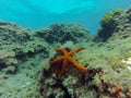 A starfish Asteroidea perched on the seabed on the shores of Gran Canaria