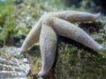 Starfish attached to a rock at the bottom of an aquarium Royalty Free Stock Photo