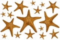 Starfish background