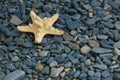 Starfish on the background of smooth sea stones Royalty Free Stock Photo