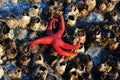 Starfish on barnacles