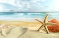 Starfish on the Beach Royalty Free Stock Photo
