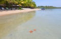 Starfish beach, Bocas del Toro, Panama Royalty Free Stock Photo