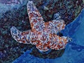 Starfish on beach.Low tide