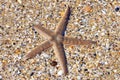 Live Starfish on beach regenerating limb Royalty Free Stock Photo