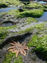 Starfish on beach over green coral Royalty Free Stock Photo