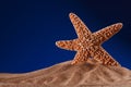 Starfish on a beach sand with dark blue background Royalty Free Stock Photo