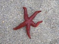 Starfish on beach sand. Red sea star. Montenegro Royalty Free Stock Photo