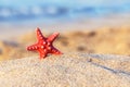 Starfish beach sand