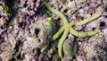 Starfish on a beautiful tropical coral reef in Maldives.