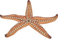 The starfish is a benthic marine animal with five ray-shaped legs