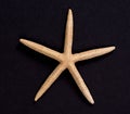 A starfish on black background