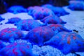 Starfish at the bottom of the aquarium in the aquarium. Royalty Free Stock Photo