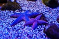 Starfish at the bottom of the aquarium in the aquarium. Royalty Free Stock Photo