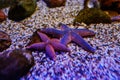 Starfish at the bottom of the aquarium in the aquarium. Royalty Free Stock Photo