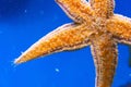 Starfish bottom, tentacles stinging cells on glass, close up view