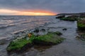 Starfish on a boulder covered with seaweed Royalty Free Stock Photo