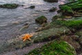 Starfish on a boulder covered with seaweed Royalty Free Stock Photo