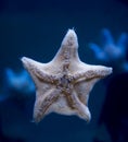 Starfish brown color on the glass of the tank creeps. Marine life Royalty Free Stock Photo