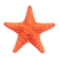 Starfish Royalty Free Stock Photo