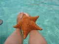 Starfish Caribbean sea ocean exotic Royalty Free Stock Photo