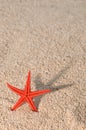 Starfish casting long shadow on golden sand