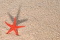 Starfish casting long shadow on golden sand