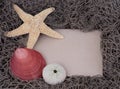 Starfish, shell, sea urchin on message board