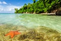 Starfish in Clear Water Royalty Free Stock Photo