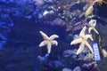 Starfish in clear water. Inhabitants of the Earth Royalty Free Stock Photo