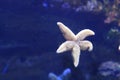 Starfish in clear water. Inhabitants of the Earth Royalty Free Stock Photo
