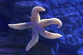 Starfish in clear water. Inhabitants of the Earth Royalty Free Stock Photo
